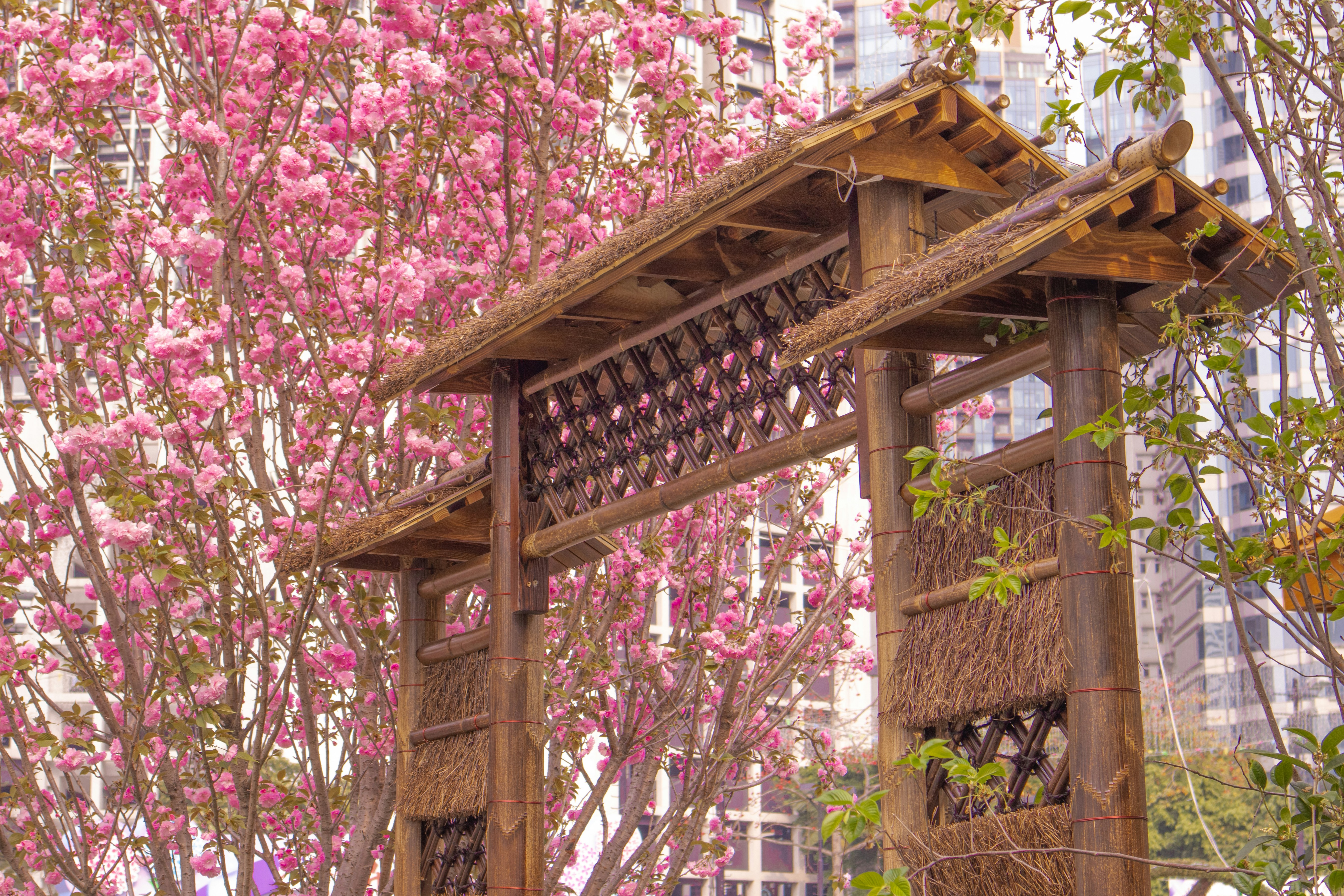 Pink cherry blossoms framing a red shrine gate