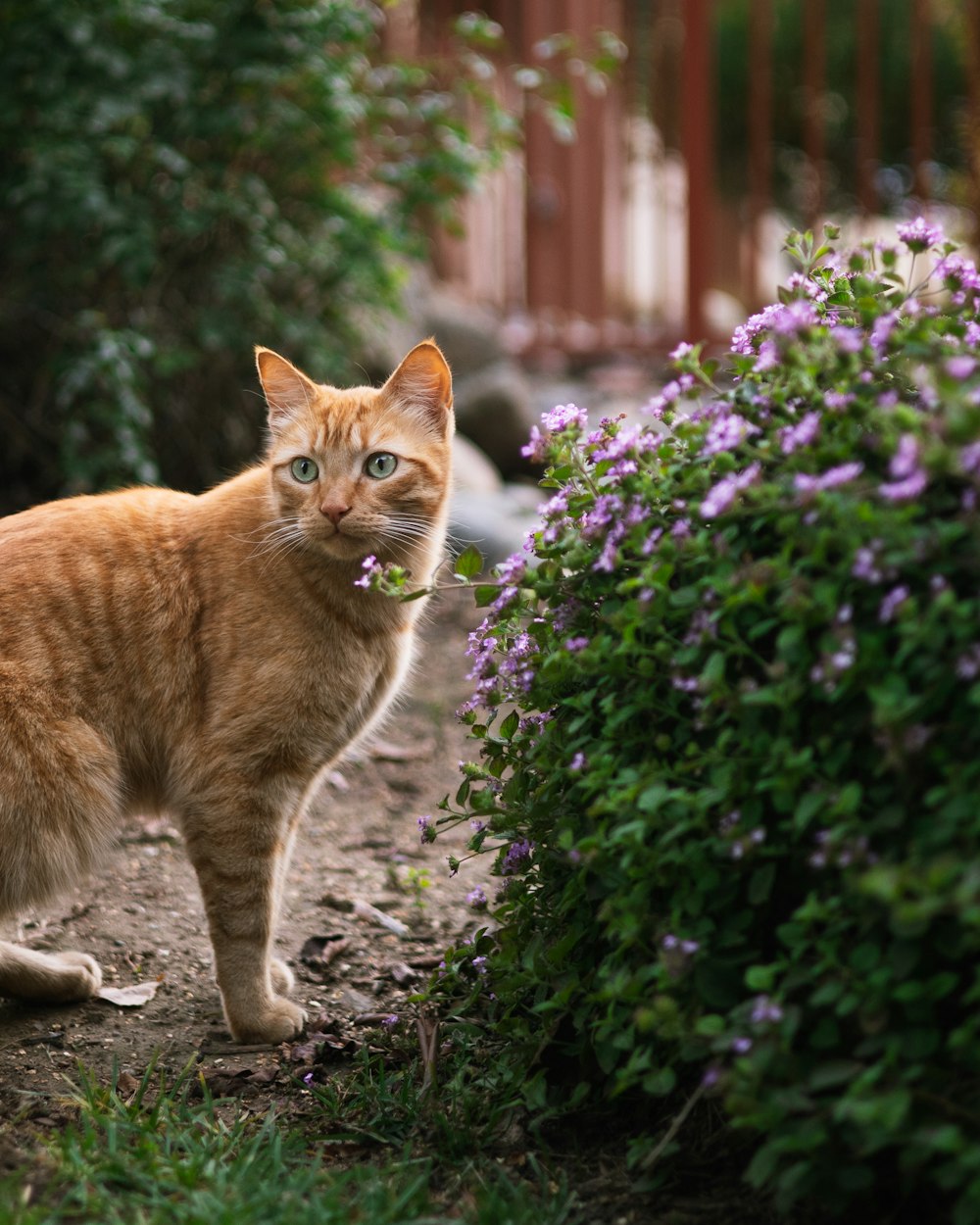 an orange cat standing in a garden next to a bush