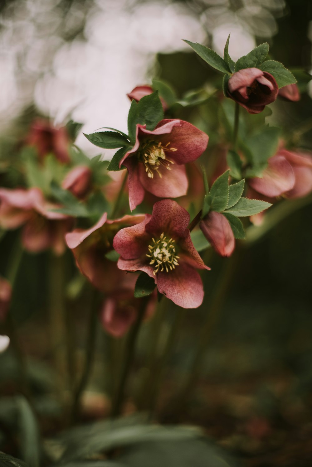 a group of pink flowers with green leaves