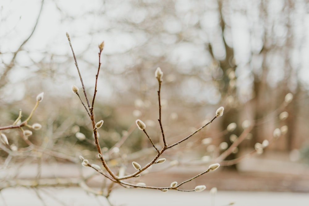 a close up of a tree branch with small white flowers