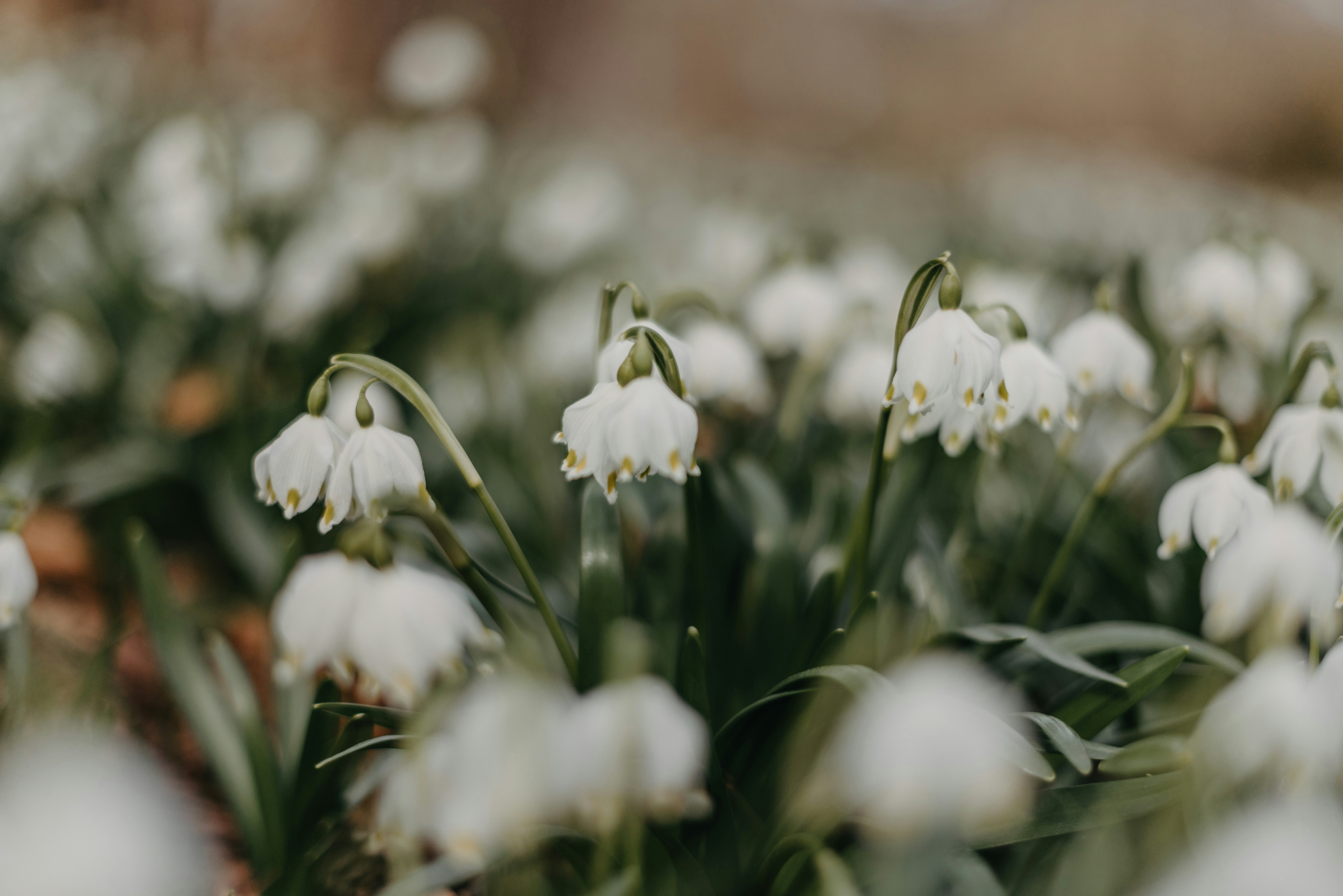 Photo by anitaaustvika