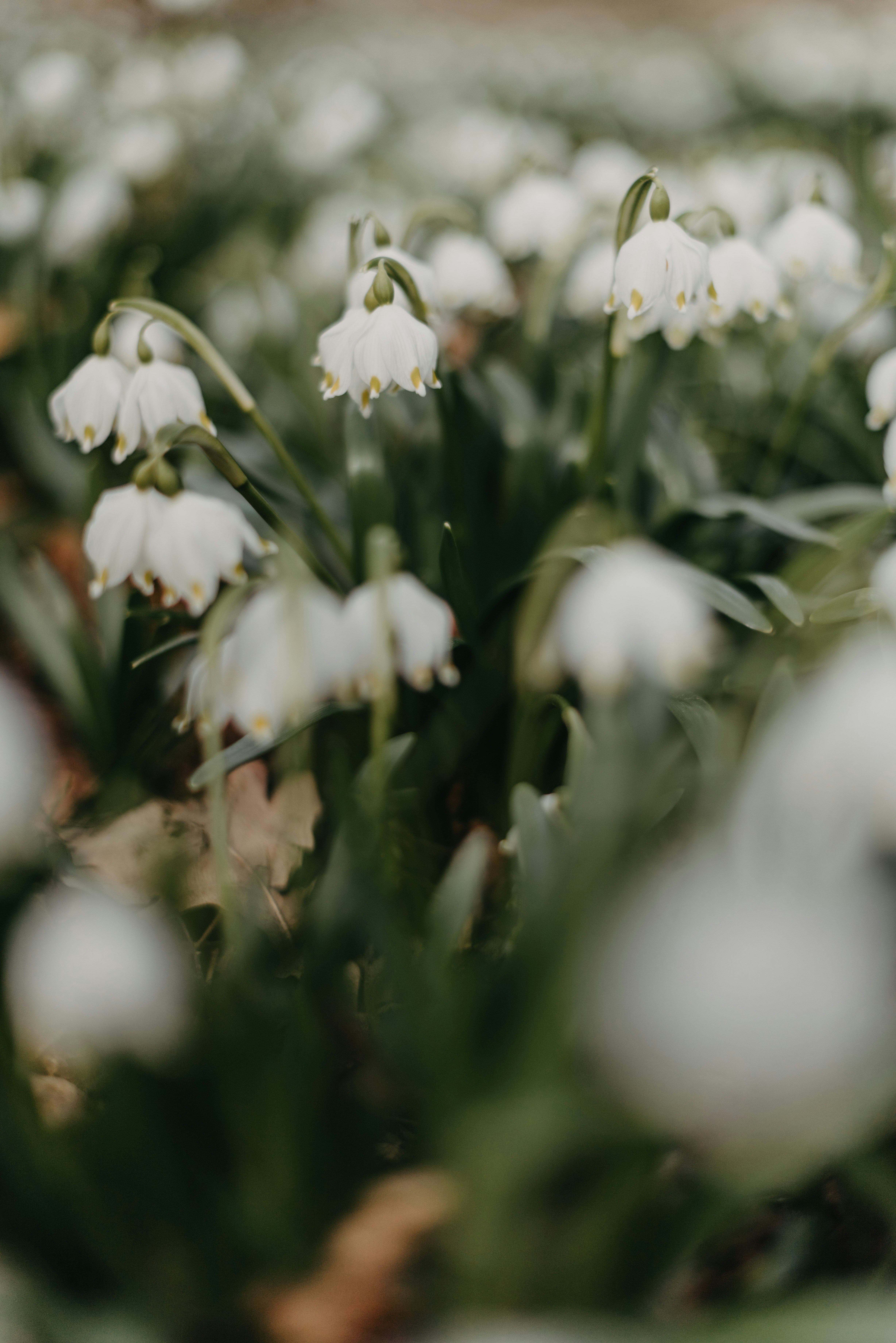 Photo by anitaaustvika