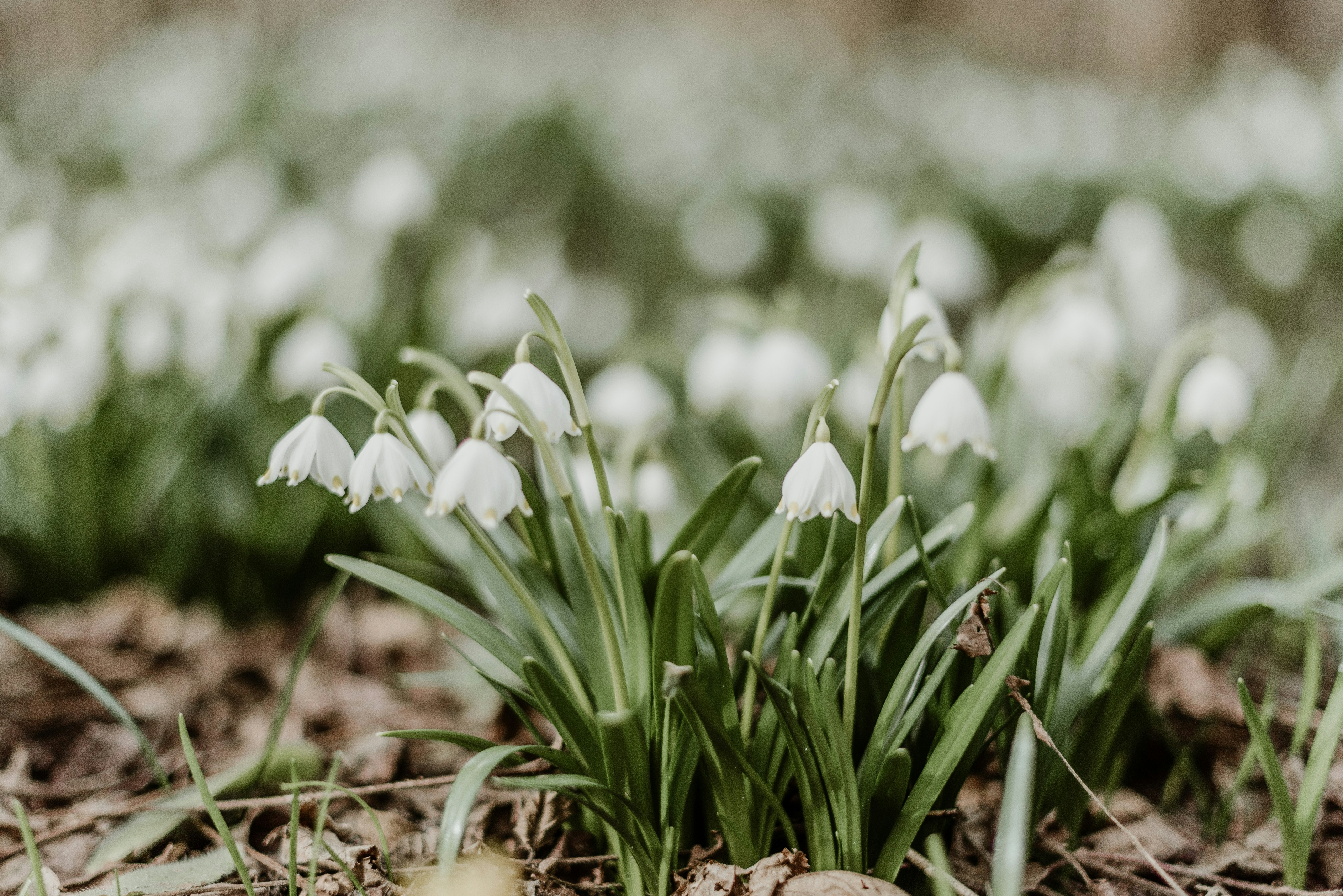 Photo by anitaaustvika