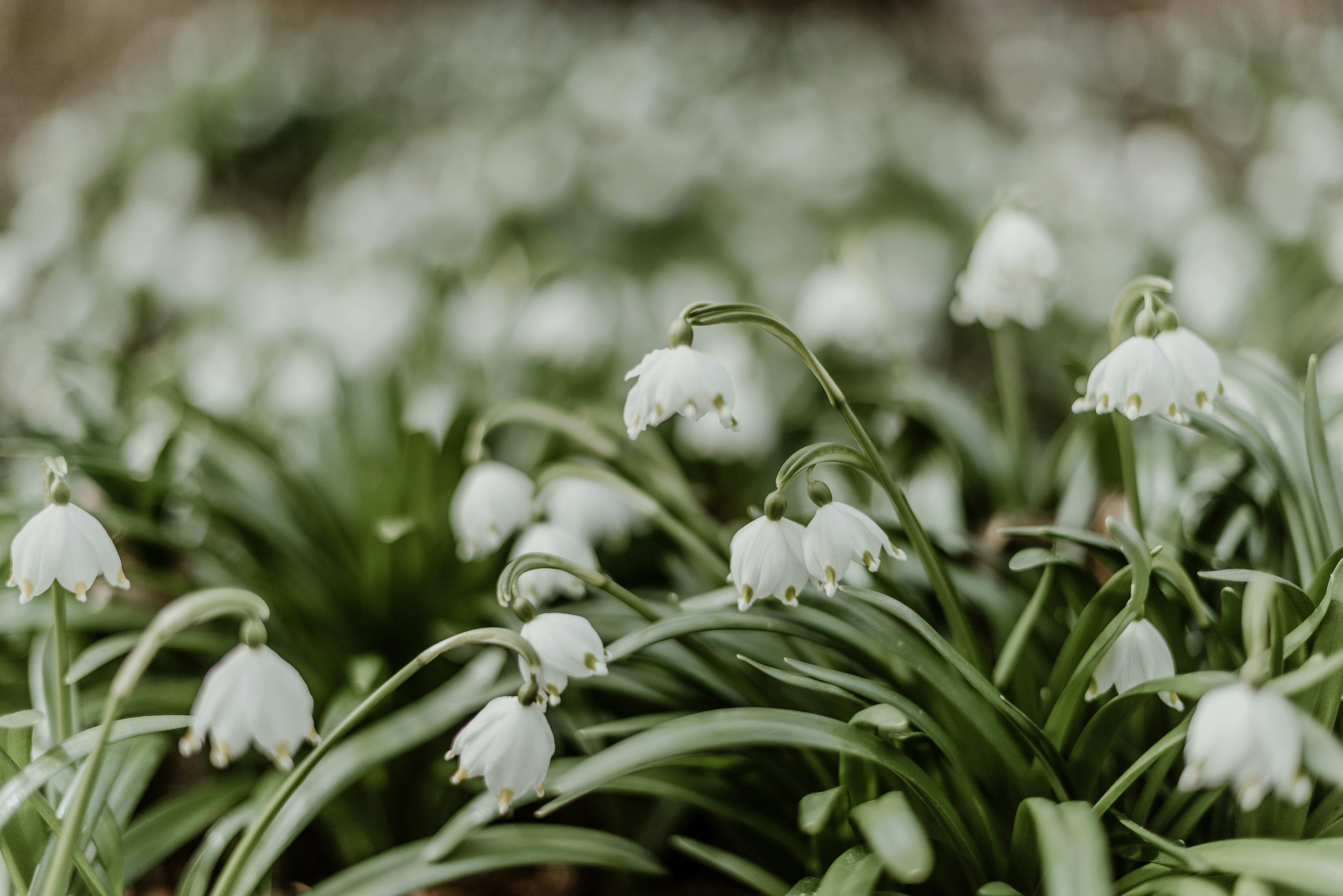 Photo by anitaaustvika