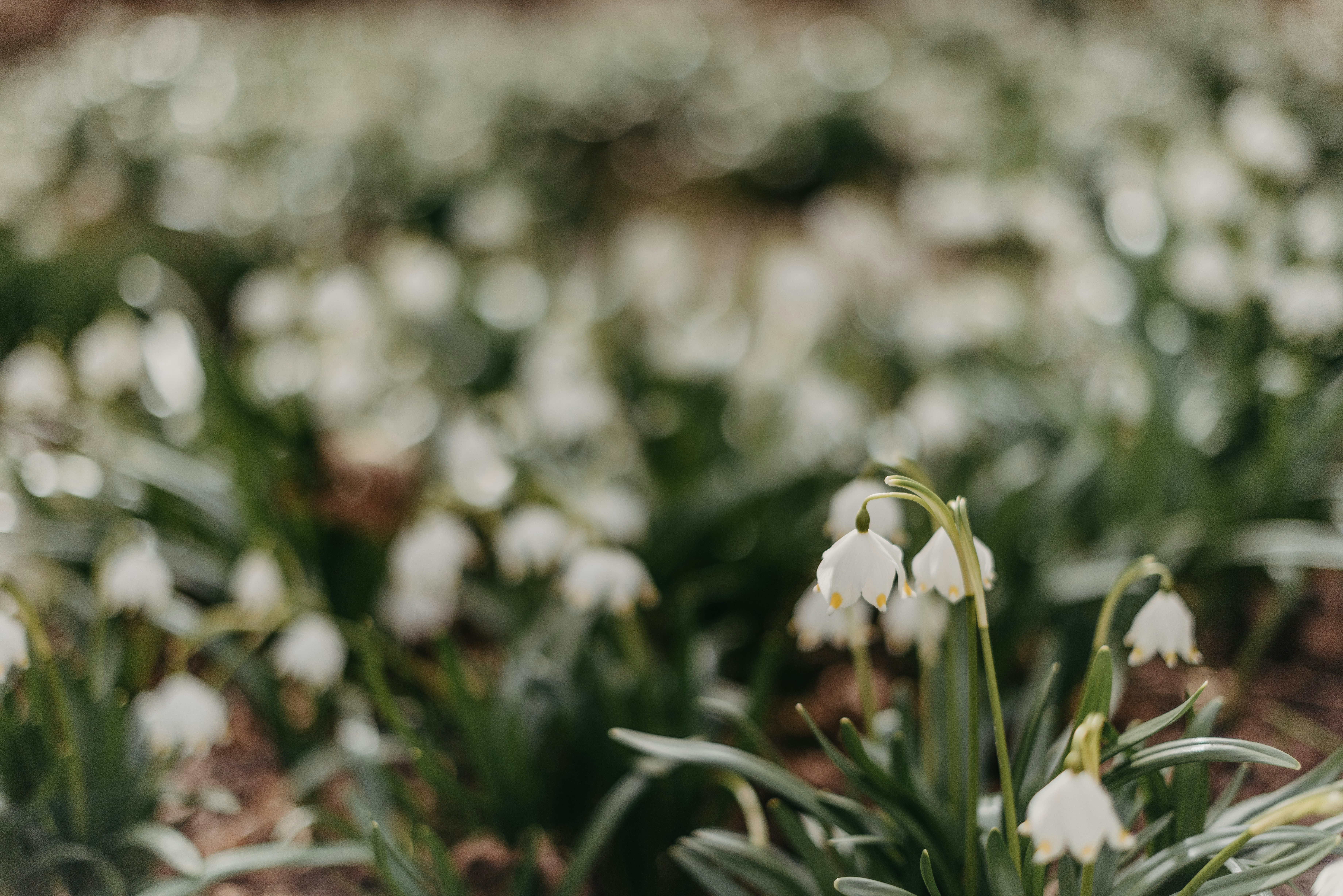 Photo by anitaaustvika