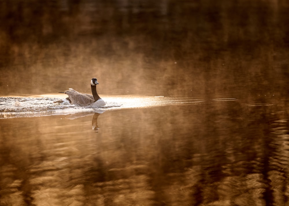 a swan is swimming in the water near the trees