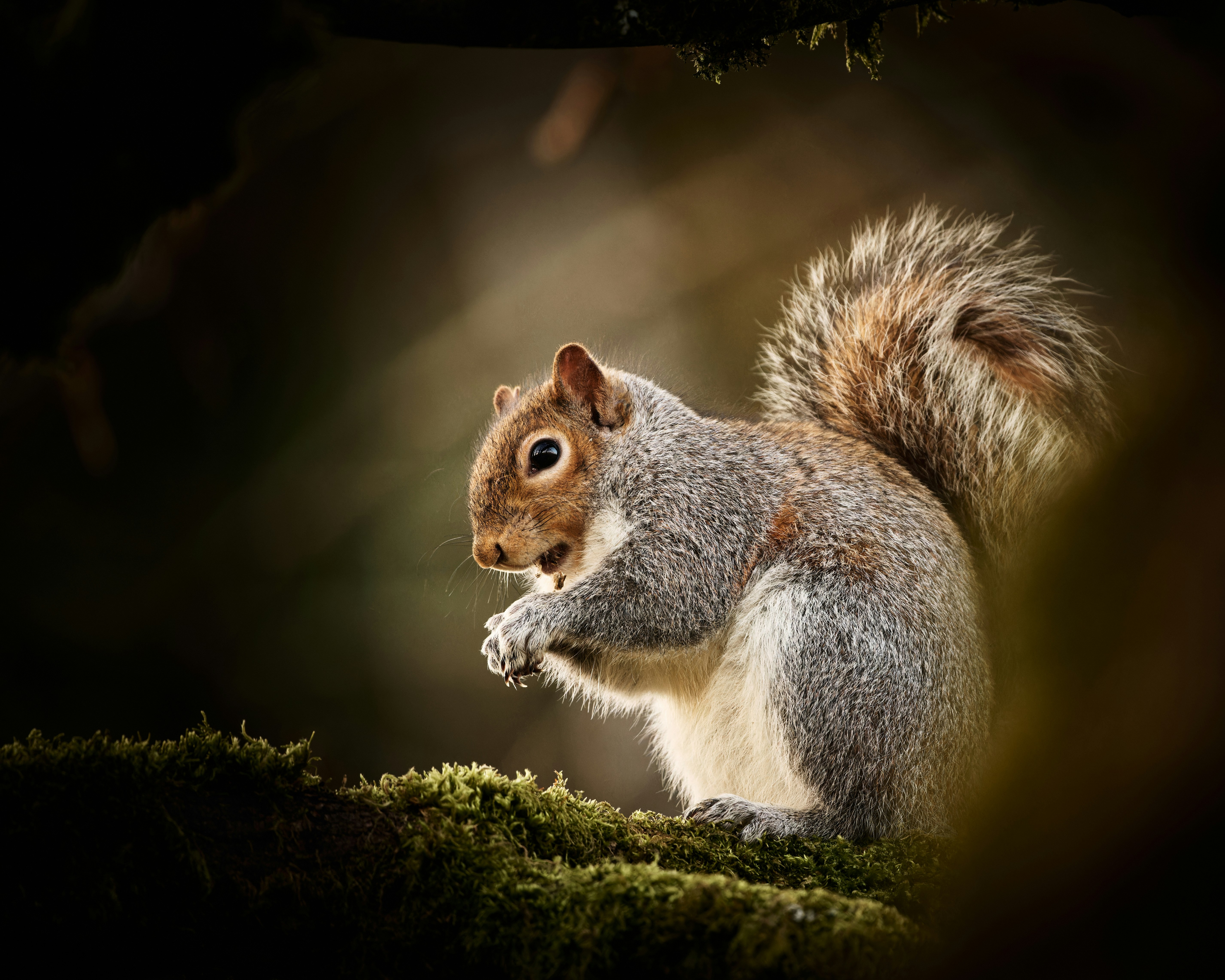 a squirrel is standing on a mossy surface