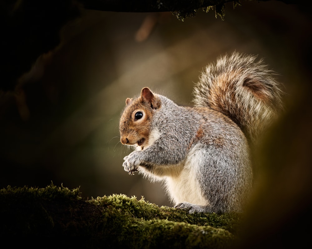 a squirrel is standing on a mossy surface