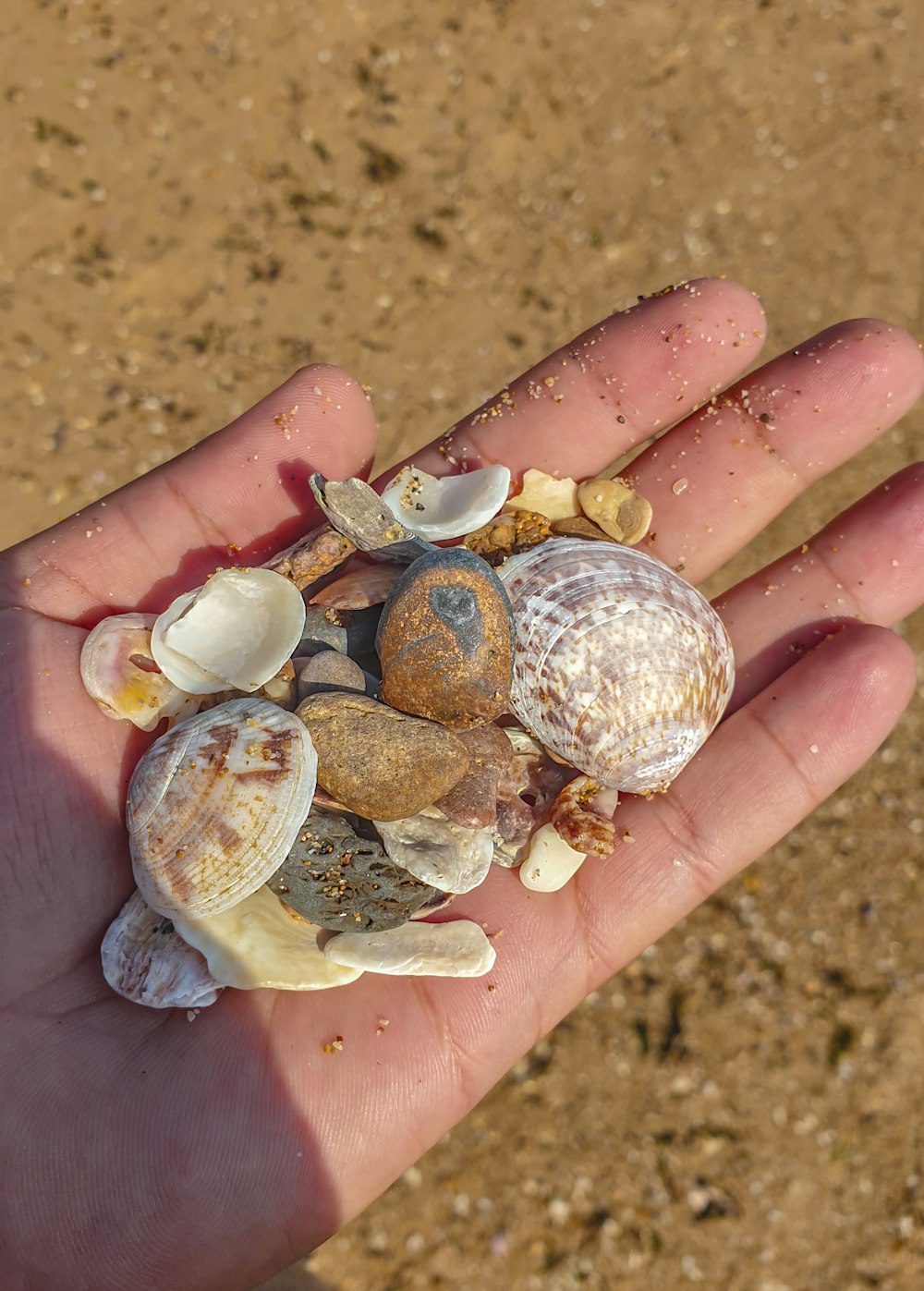 a hand holding a handful of sea shells