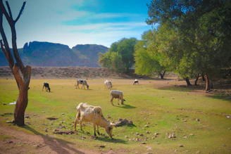 A rustic farm landscape with cows grazing under a clear blue sky.