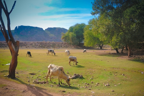 Pastureland with grazing cattle under a clear blue sky.