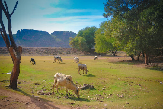 A rustic farm landscape with cows grazing under a clear blue sky.
