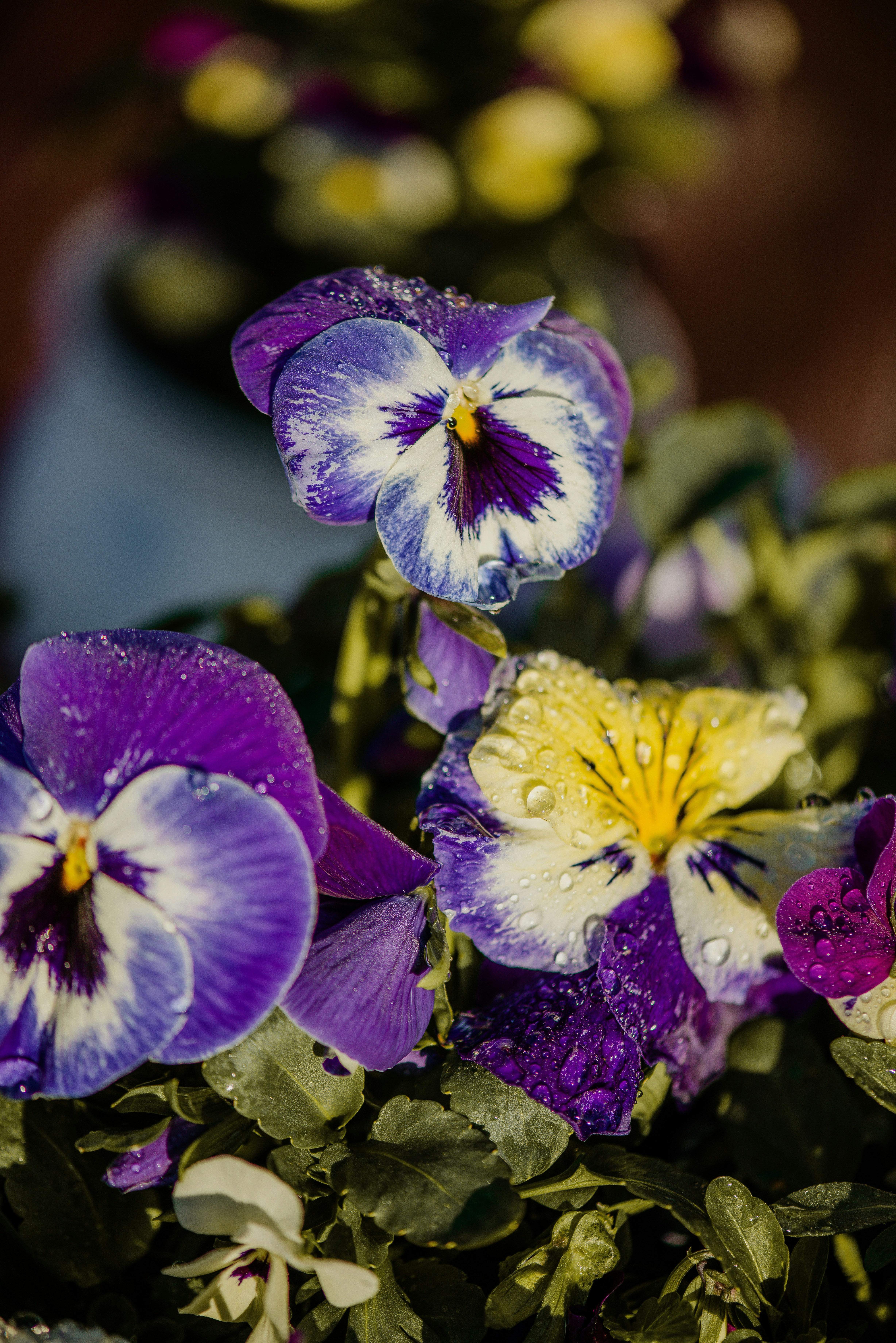 Photo by anitaaustvika