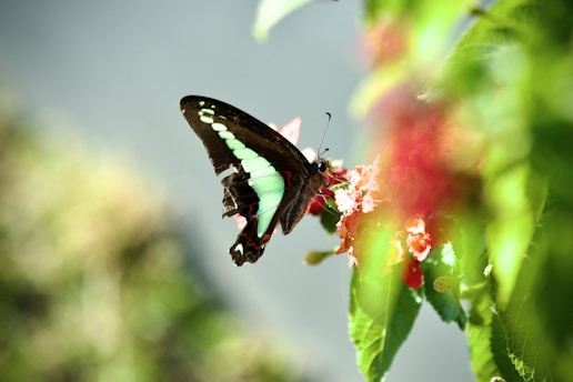 A butterfly with striking green and black wings rests on a cluster of vibrant red flowers. The scene is set against a soft-focus background of greenery, providing a natural and serene atmosphere.