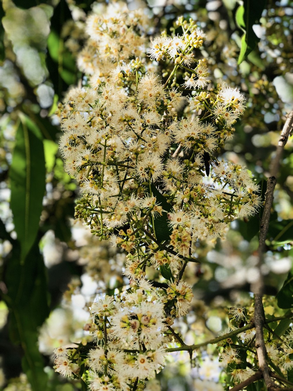 a tree filled with lots of white flowers