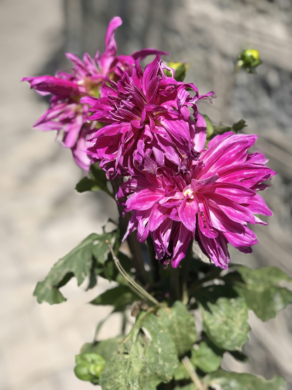 a close up of a purple flower in a vase