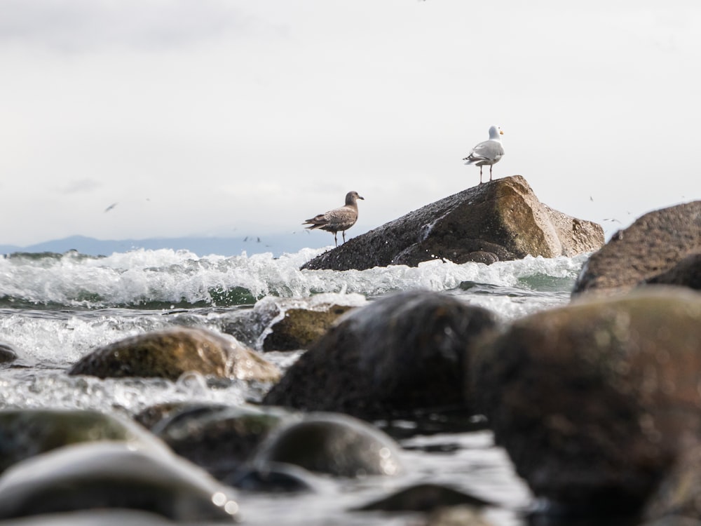 uma gaivota sentada em cima de uma rocha no oceano