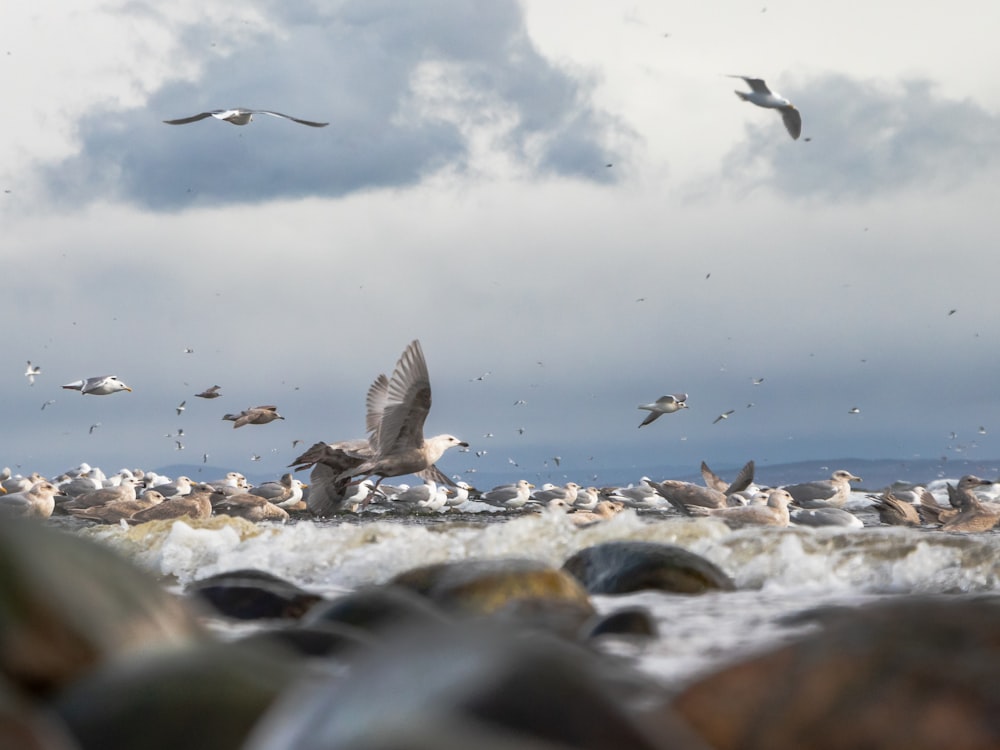 a flock of seagulls flying over a body of water