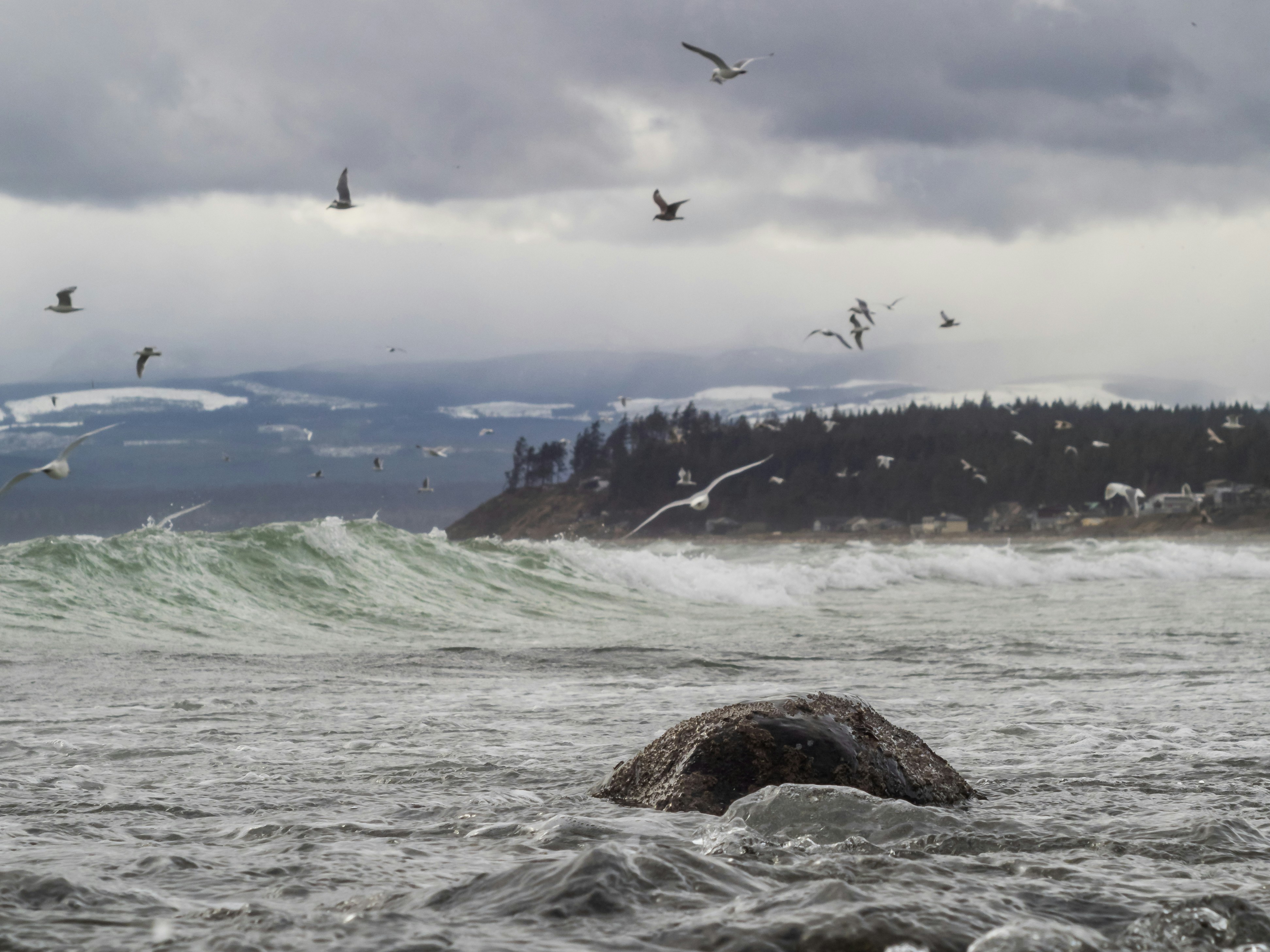 a group of birds flying over a body of water