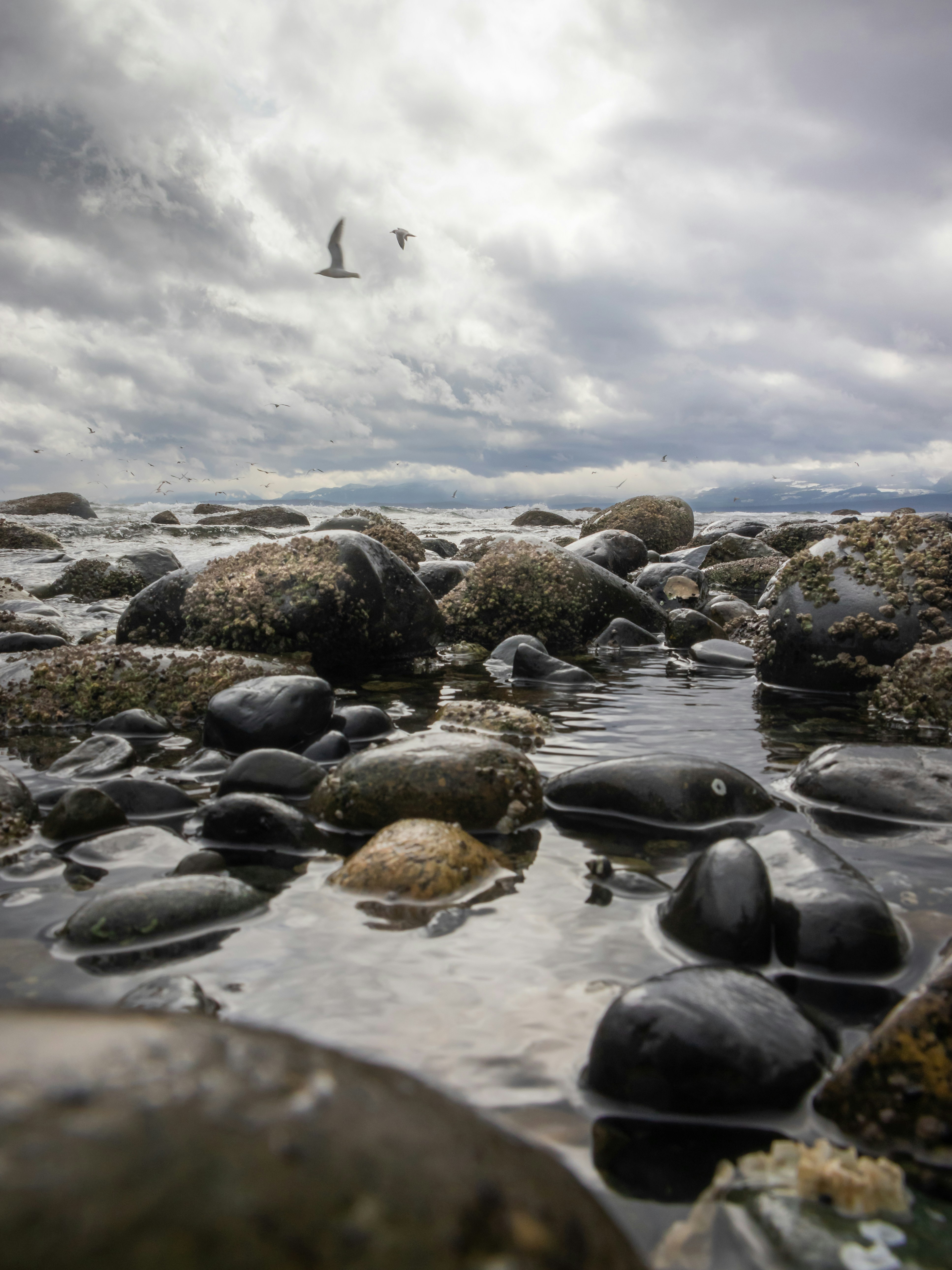 a bird flying over some rocks in the water