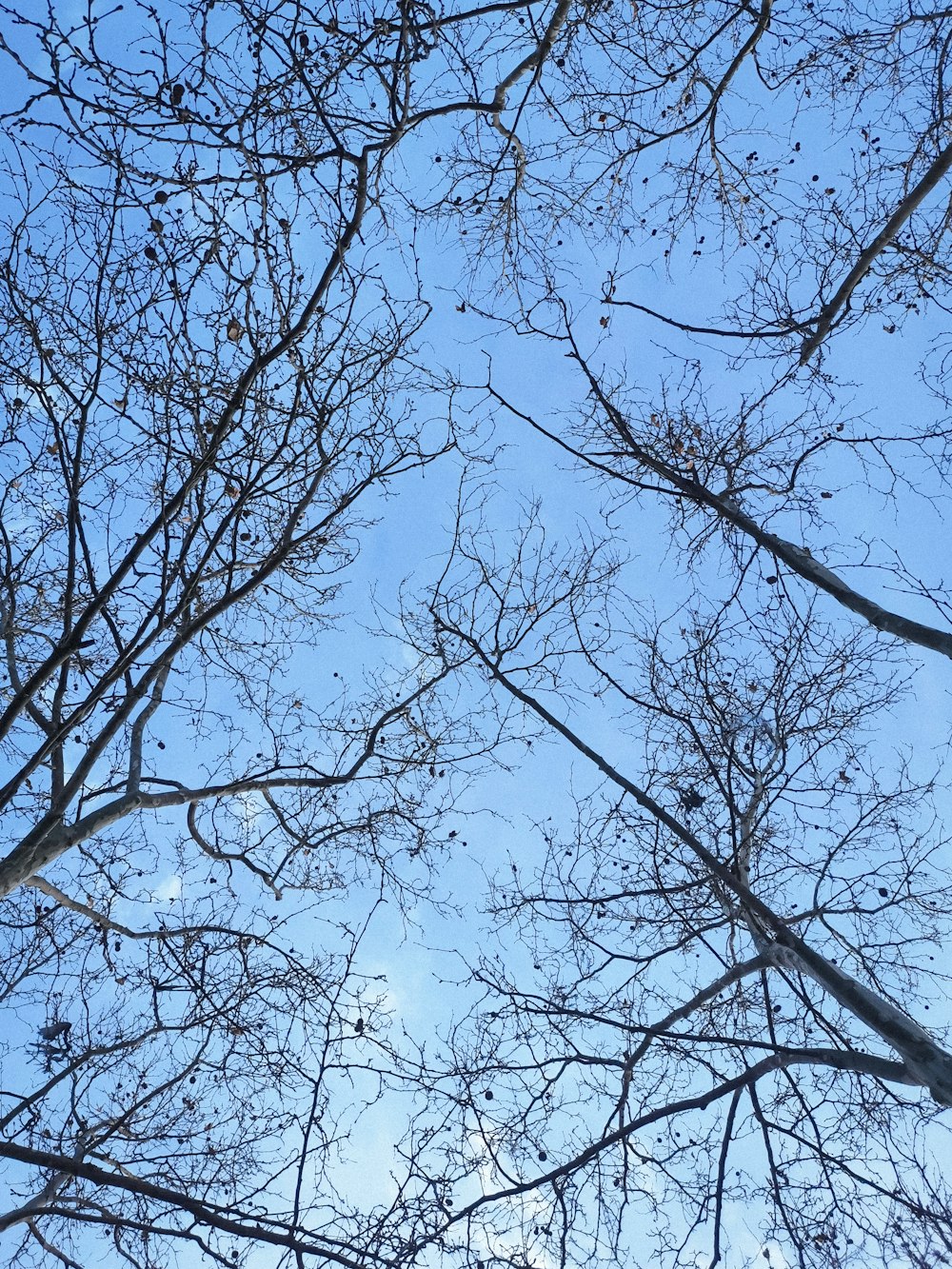 looking up at the branches of a tree