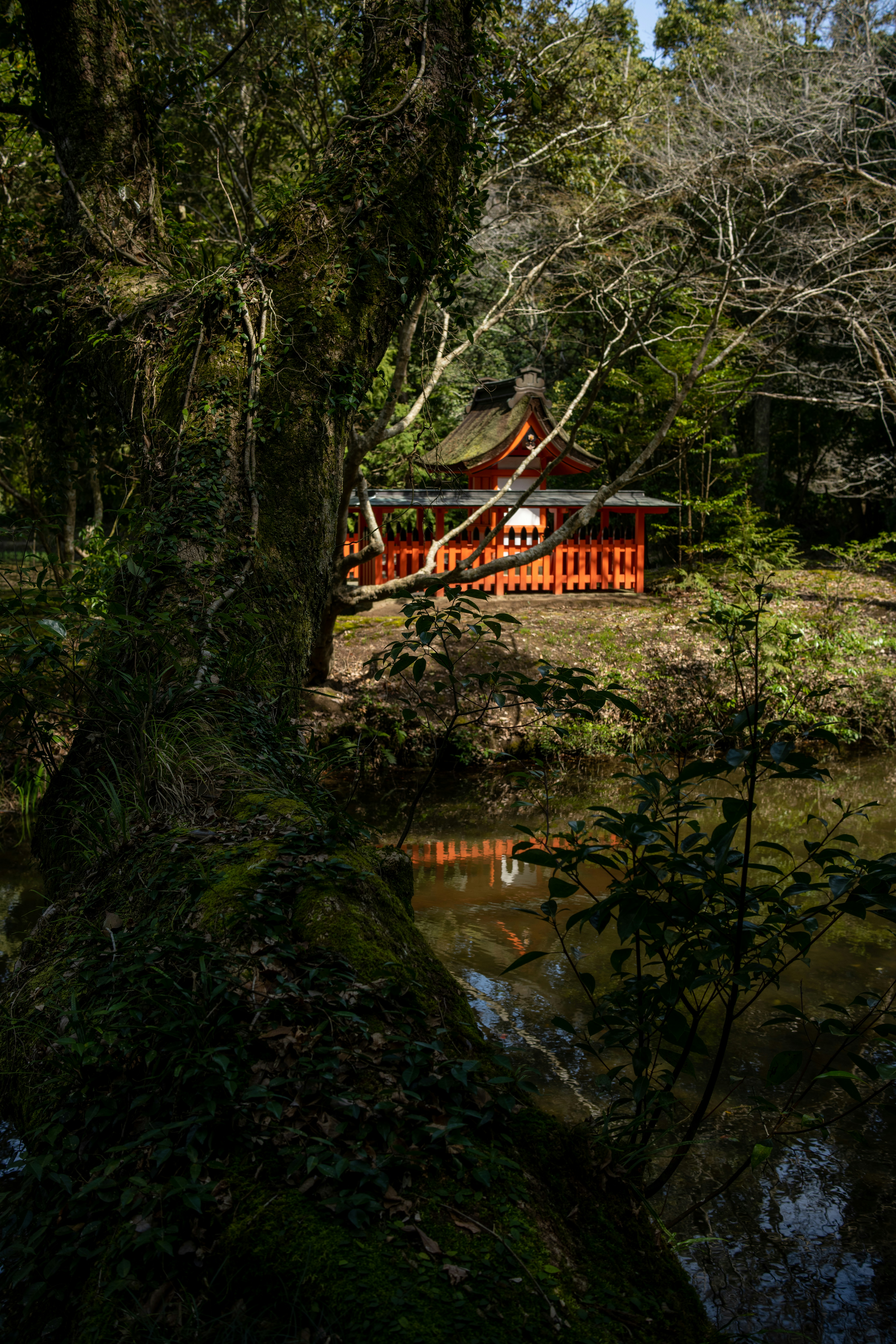 Yakushima forest and Koya-san temples