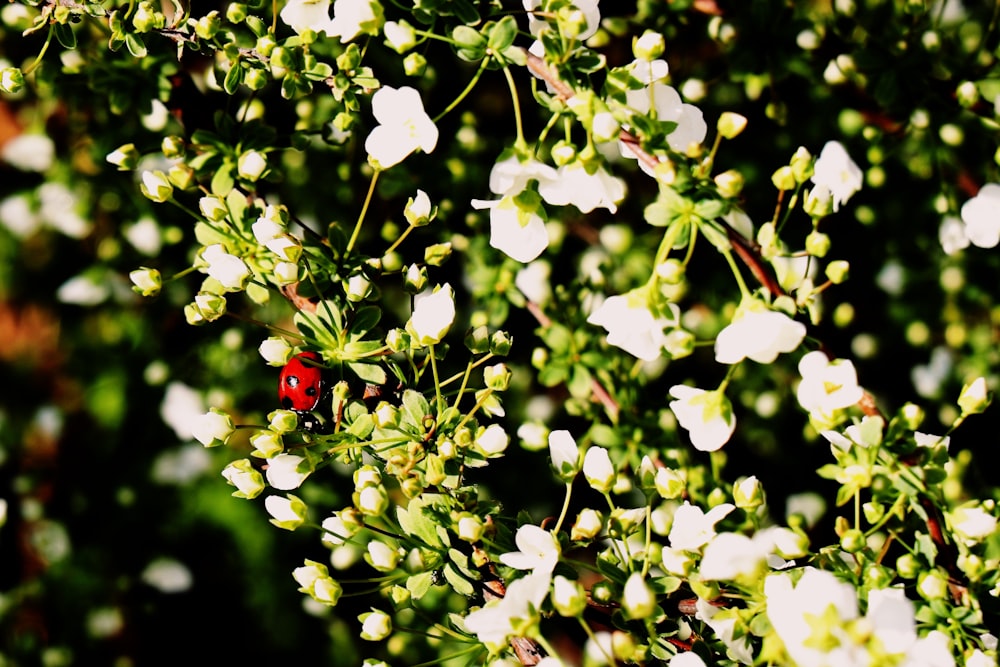 a lady bug sitting on top of a bush of white flowers