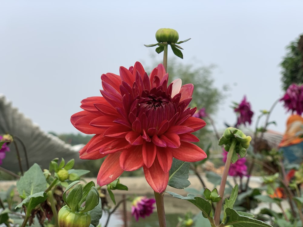 Un grande fiore rosso in un campo di fiori