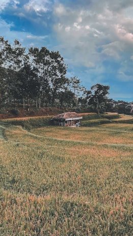 A serene landscape with lush green fields stretching towards the horizon. A small wooden hut is nestled among the fields, surrounded by tall trees to the left, under a vast and partly cloudy blue sky.