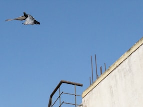 An inviting contact form with details for inquiries about anti pigeon safety nets.