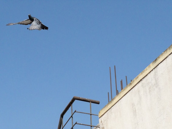 A pigeon is in mid-flight against a clear blue sky, with a portion of a rooftop visible in the lower right corner. Metal rods and a railing emerge from the rooftop.