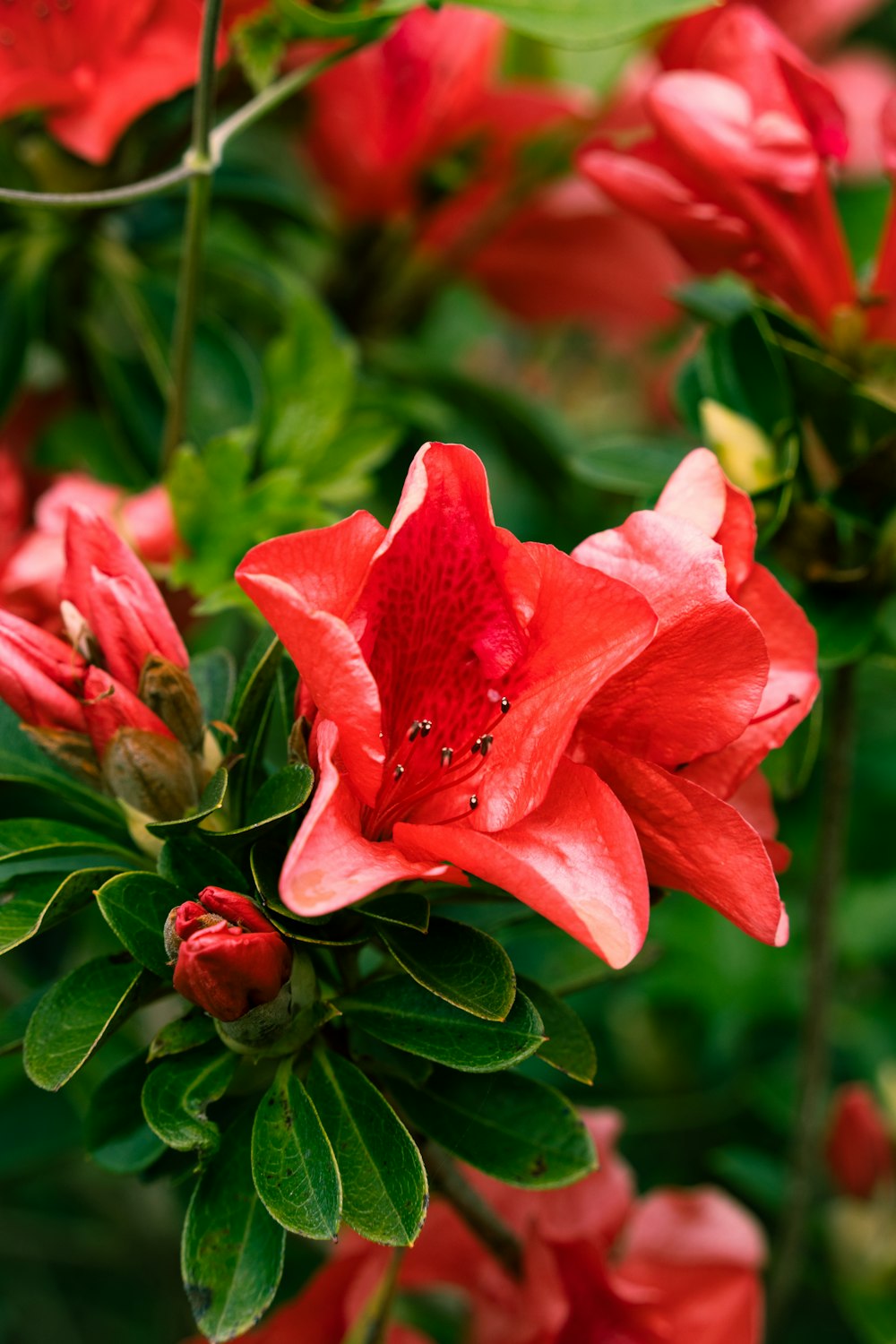 um close up de uma flor vermelha com folhas verdes