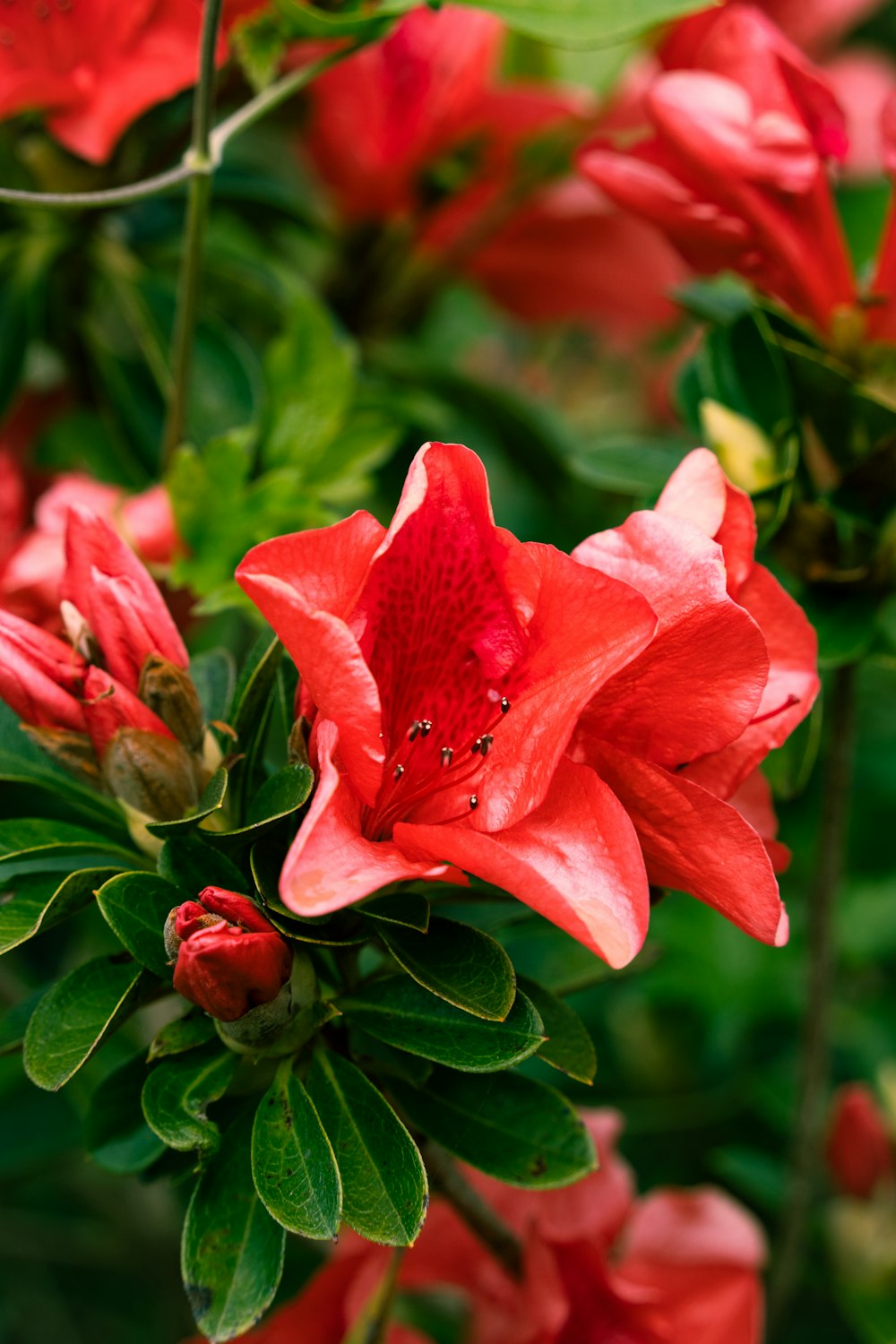 a close up of a red flower with green leaves