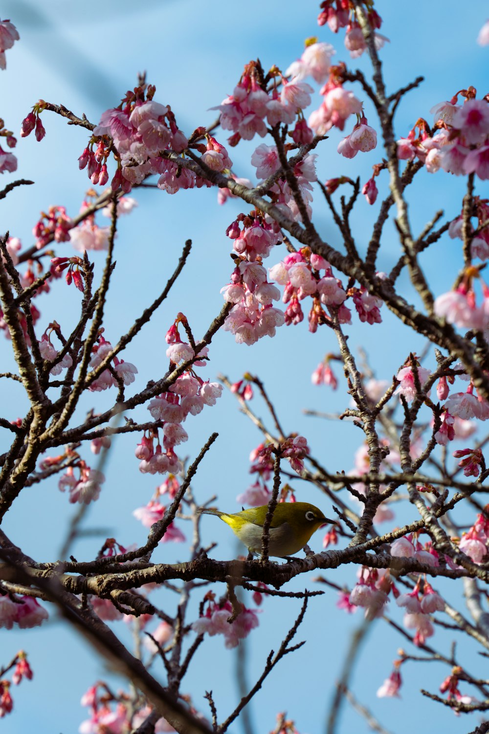 a bird sitting on a branch of a tree with pink flowers