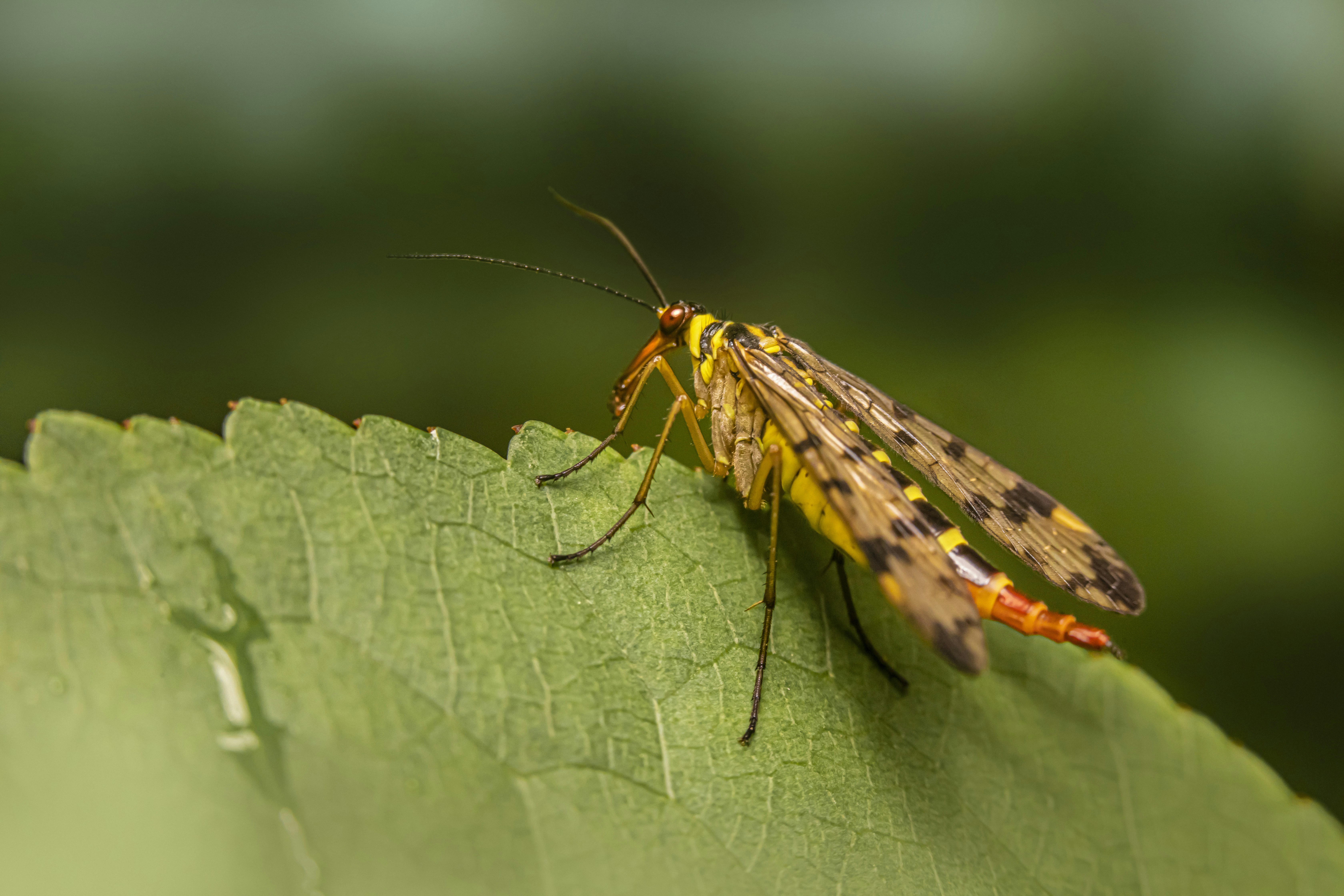 a close up of a bug on a leaf