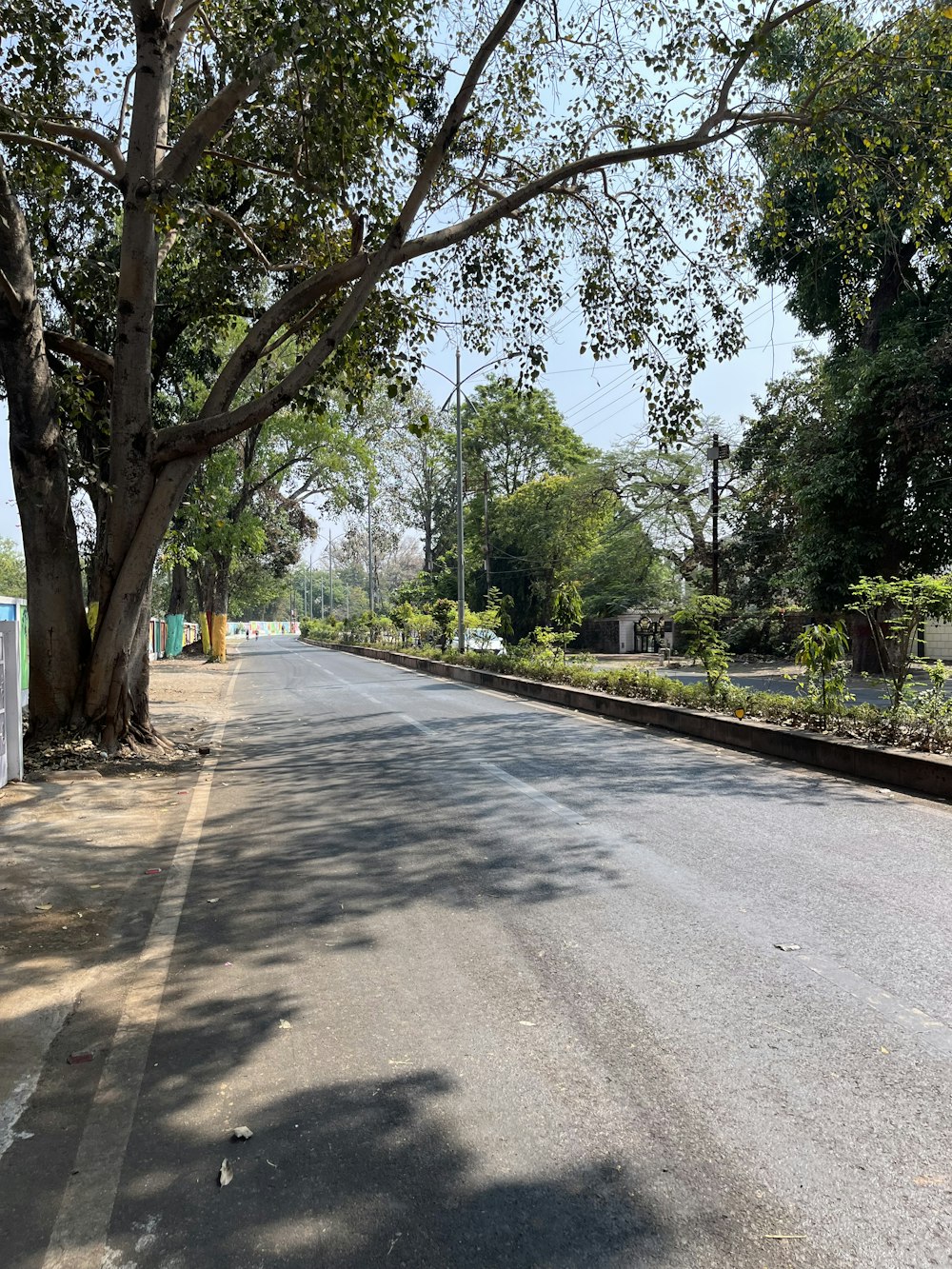 a street with a tree and a sign on the side of the road