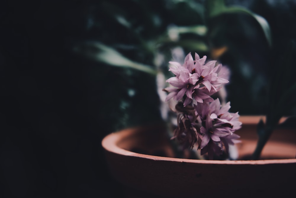 a close up of a flower in a pot