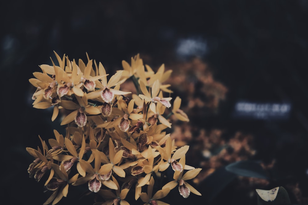 a bunch of yellow flowers that are in the dirt