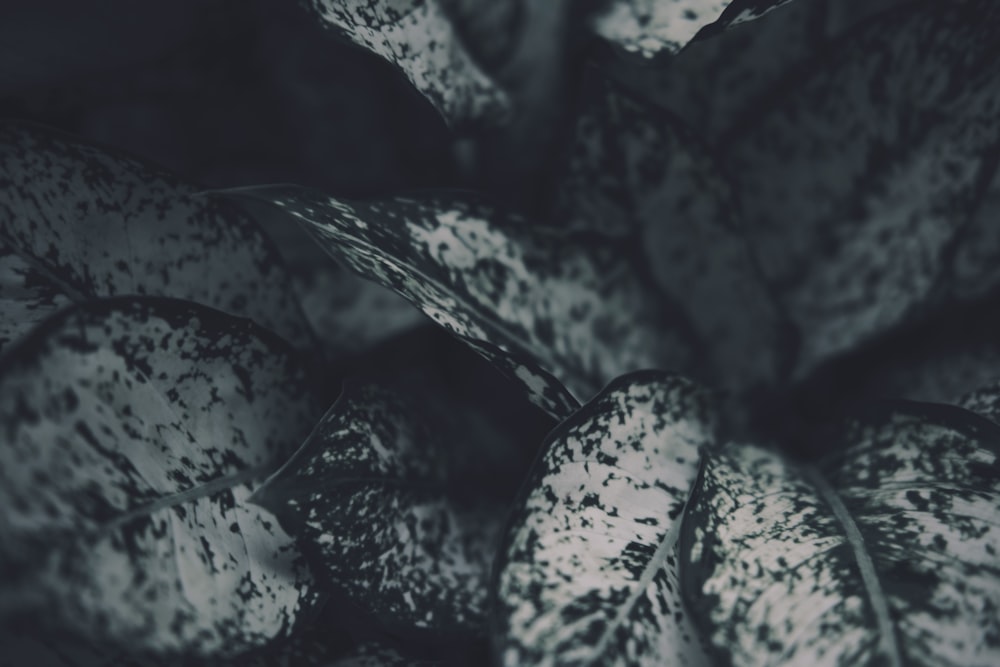 a black and white photo of a bunch of flowers