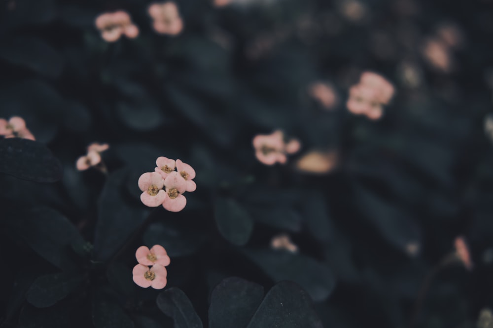 a group of small pink flowers sitting on top of a lush green field