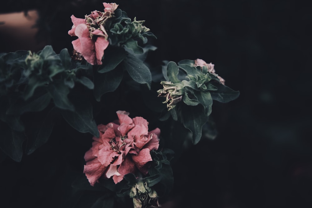 pink flowers with green leaves on a dark background