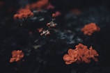 Dark, moody image featuring clusters of vivid orange flowers against a backdrop of deep green foliage. The lighting is low, creating a dramatic contrast between the vibrant flowers and the shadowy leaves.