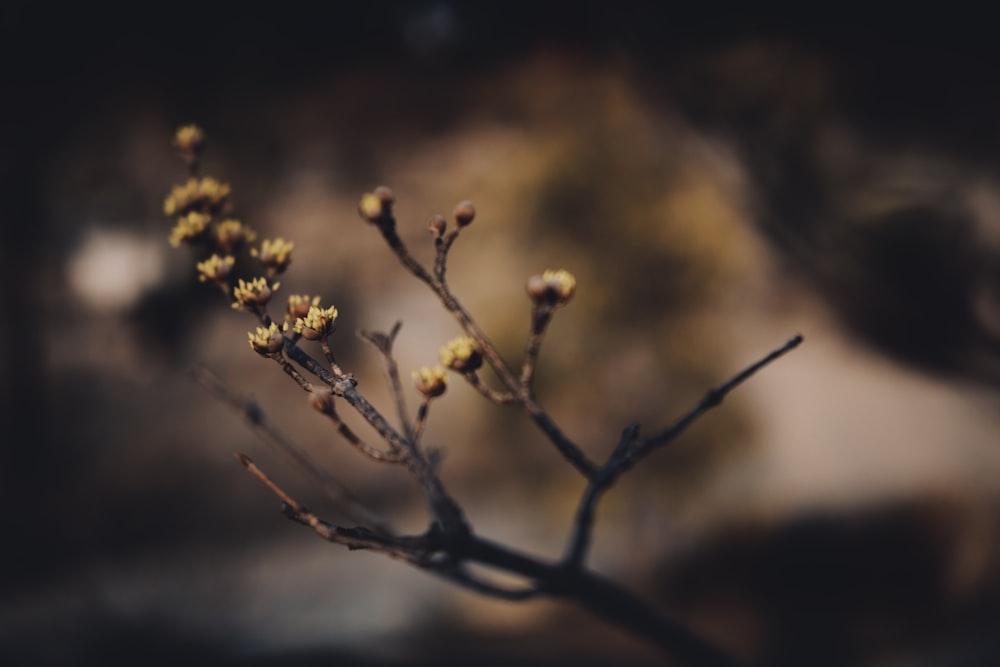 a close up of a plant with yellow flowers