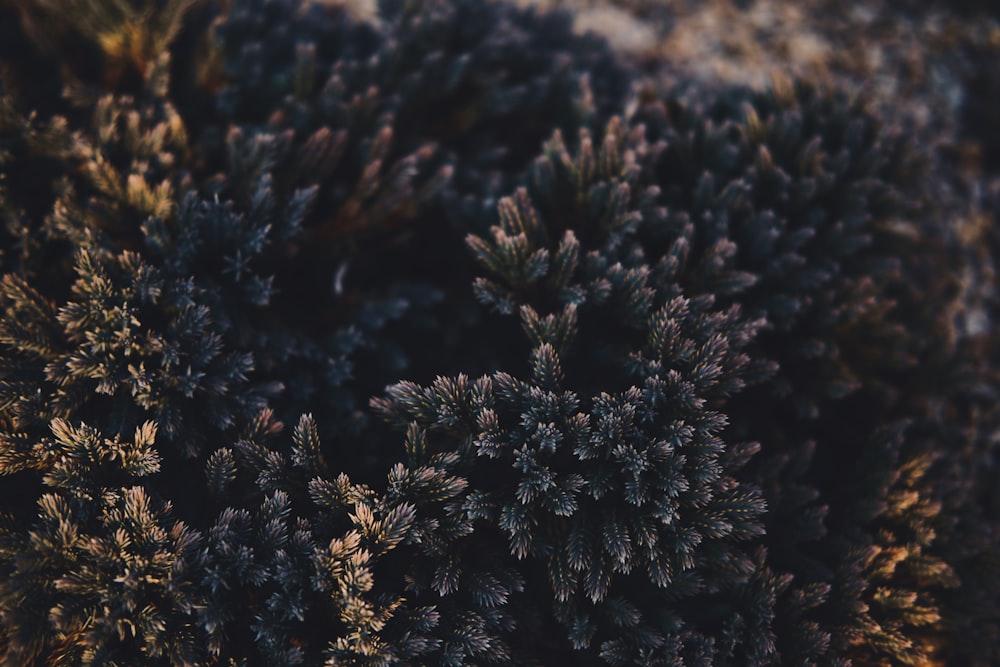 a close up view of a bunch of plants