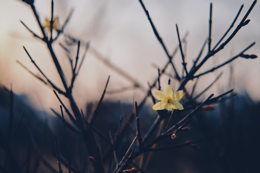 a small yellow flower sitting on top of a tree