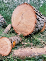 Several large cut logs are resting on a forest floor, surrounded by scattered pine needles. The freshly cut surfaces of the logs display visible tree rings.