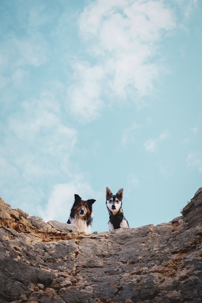 Getting a Second Dog: Everything You Need to Consider