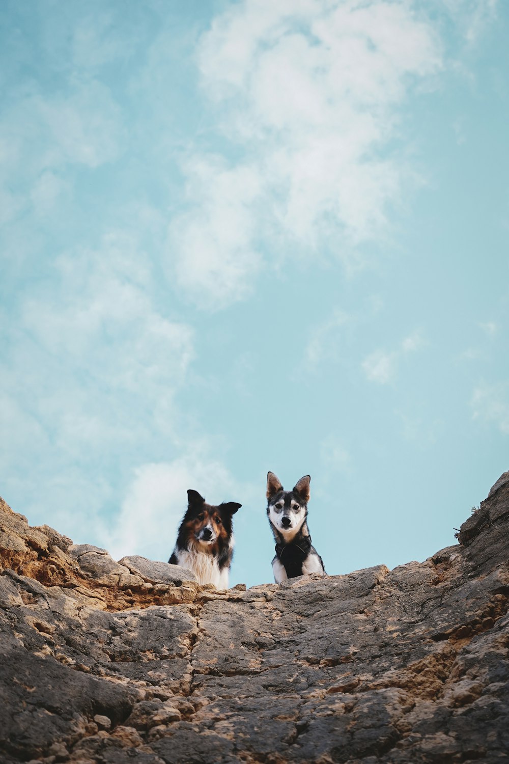 two dogs are sitting on a rock ledge