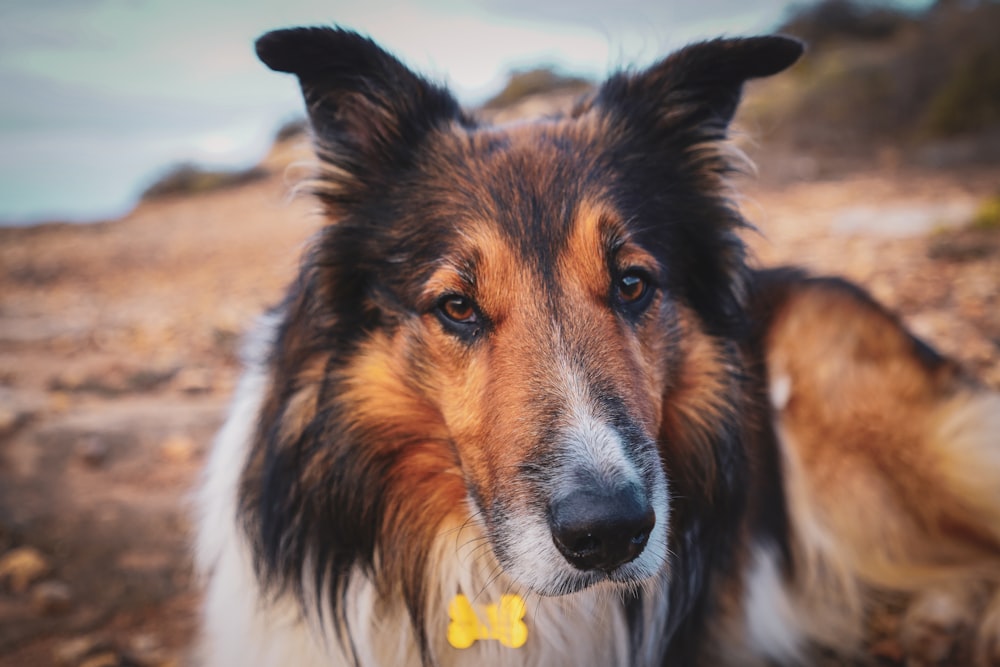 Un primer plano de un perro con una etiqueta amarilla