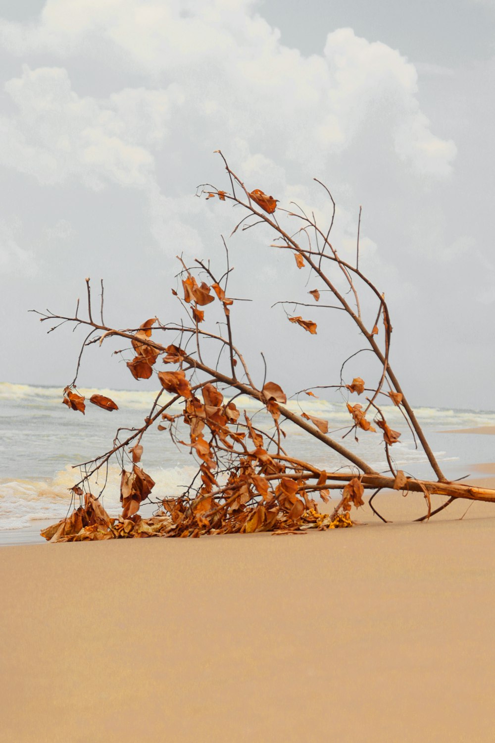 a tree that has fallen over on the beach